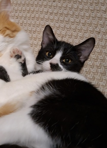 Acil yuva aranıyor fotoğraf