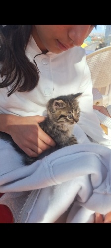 Çok acil yuva sokakta tek başına fotoğraf