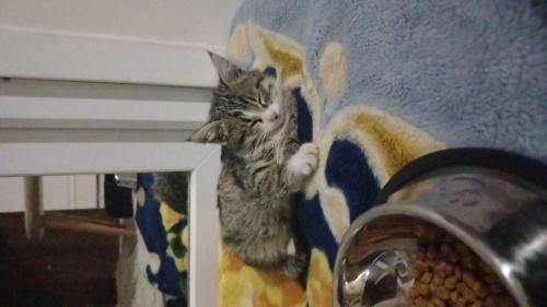 Cana yakın yavru tekir kedi ucretsiz sahiplendirme fotoğraf