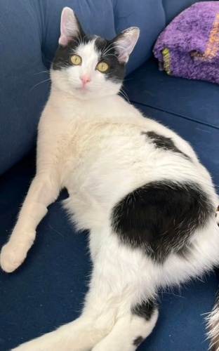 smokin kedi (tekir) fotoğraf