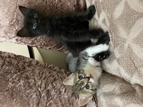 Yavru kedilere acil yuva fotoğraf