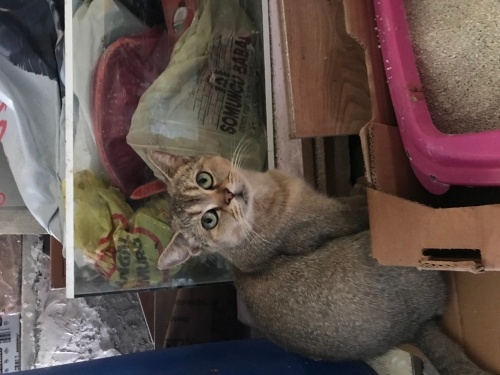 Sokağa terk edilmiş cins kedi fotoğraf