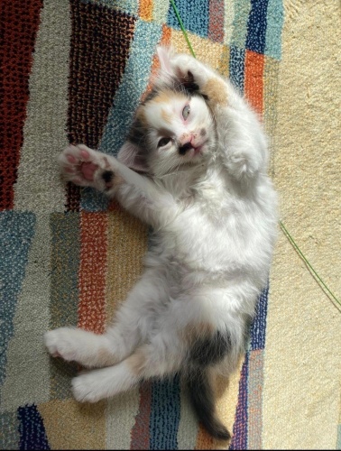 Benekli kız yuva arıyor fotoğraf