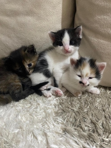 Desen desen kuzucklar yuva arıyor fotoğraf