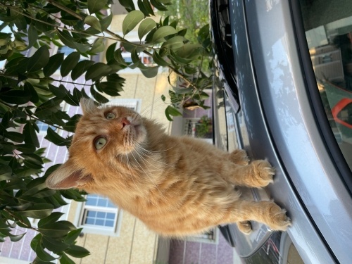 Uysal sevecen oyuncu bir kedi fotoğraf