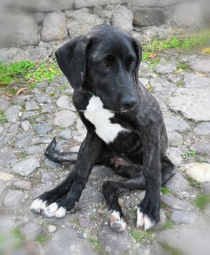 Tigger Yuvasını Arıyor fotoğraf