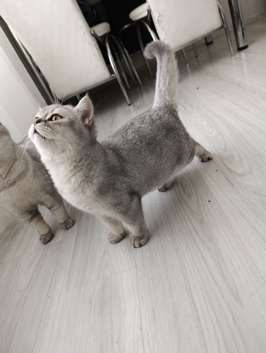 Prens yeni yuvasını arıyor (tamamen ücretsiz) fotoğraf