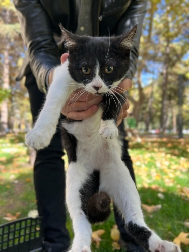 OREO İÇİN YUVA ❤️ fotoğraf