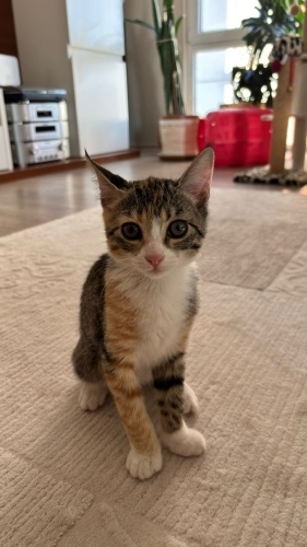 Dişi Tekir 3 aylık fotoğraf