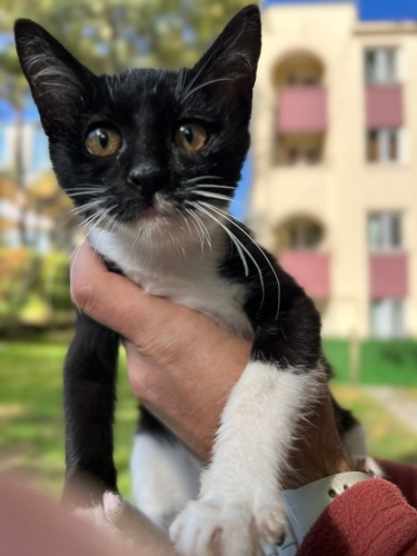 BATMAN İÇİN YUVA ❤️ fotoğraf