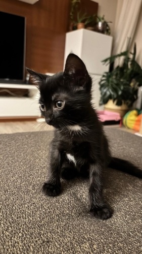 Erkek Tekir 3 aylık fotoğraf