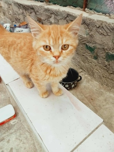 SAKARYA PAMUKOVA BRİTİSH SHORTHAİR MELEZİ MİNİK OĞLUŞA ACİL YUVA ARANIYOR fotoğraf