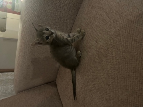 Minik Mucizeye Sıcak Bir Yuva Arıyoruz 🩵 fotoğraf