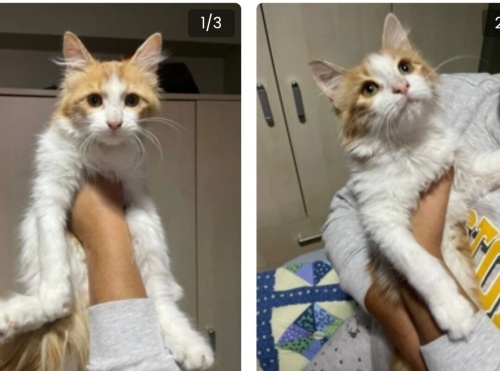 öyle masum öyle sakin ki sokaklar ona göre degil fotoğraf