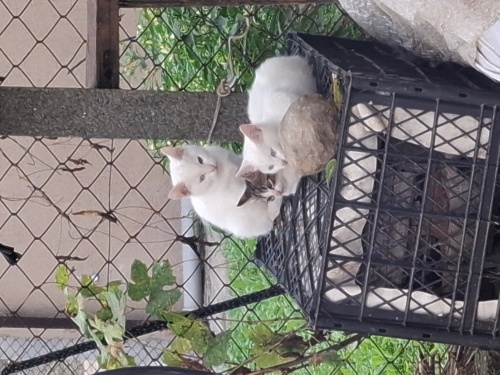 3 Yavru Kedimize Yuva Arıyoruz fotoğraf