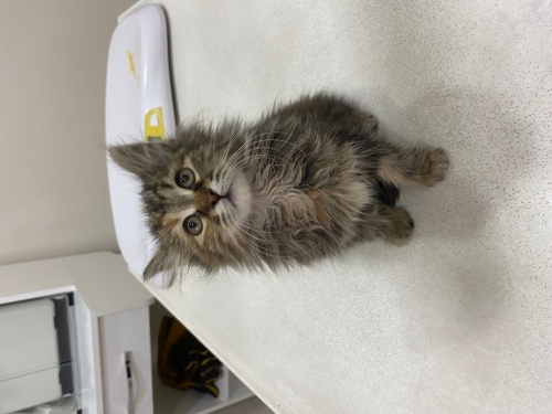 Yulaf 2 aylık dişi ömürlük yuvasını arıyot fotoğraf