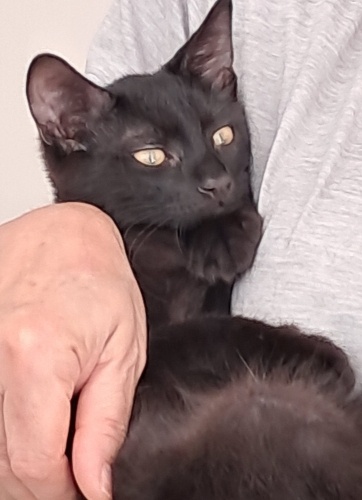 Kadikoy'lu 5 aylik Zeytin sicak yuvasini ariyor fotoğraf