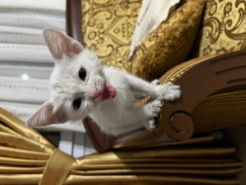 Biz gözü mavi bir gözü yeşil boncuk kedi fotoğraf