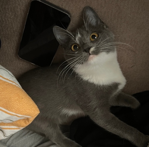 uysal disi kedi fotoğraf