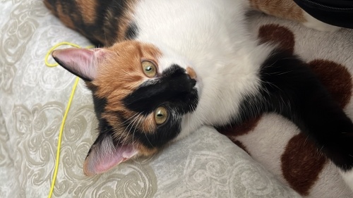 6 aylık oyuncu bir bebek fotoğraf