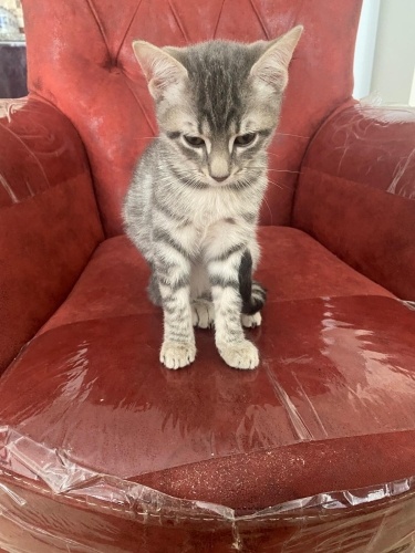 🐾 ÖMÜRLÜK YUVALAR ARANIYOR 🐾 📍 Bandırma / Balıkesir fotoğraf