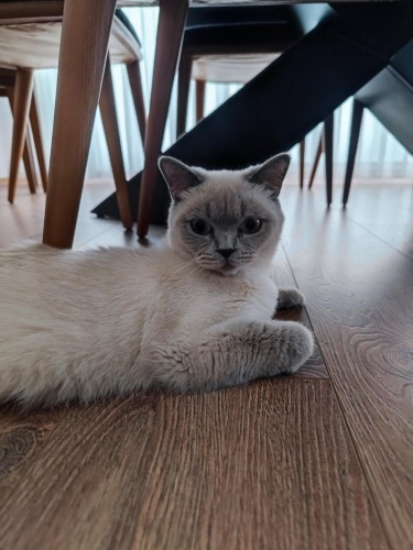 1.5 YAŞINDA KISIR BLUE POİNT fotoğraf