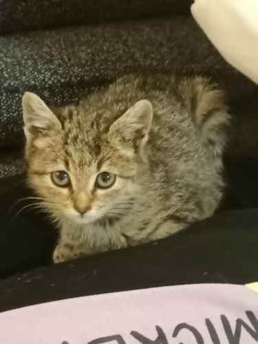 Çok akıllı bıdık fotoğraf