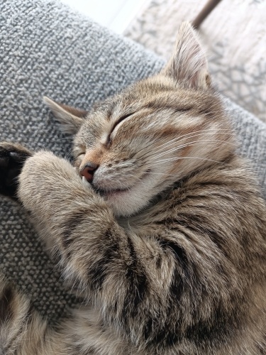 Beni evine alır mısın? fotoğraf