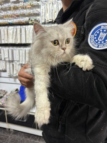 YAKLAŞIK 1 YAŞ CİVARI BRİTİSH LONGHAİR fotoğraf