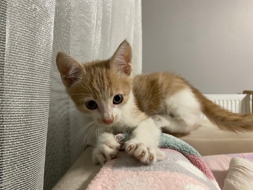 1,5 aylık erkeğe yuva fotoğraf