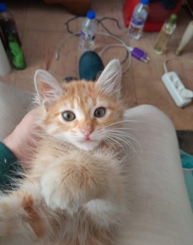 SARI ŞEKERE KALBİNİZDE BİR YER VAR MI? fotoğraf