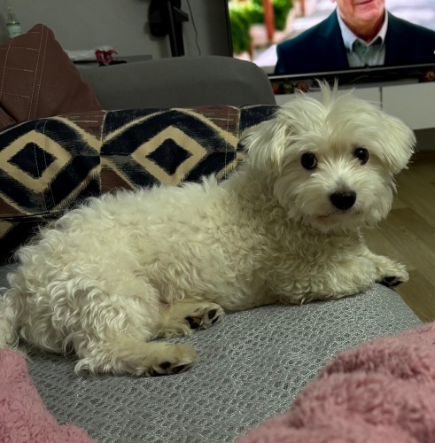 Oyun oynamayı seven bir insan canlısı fotoğraf