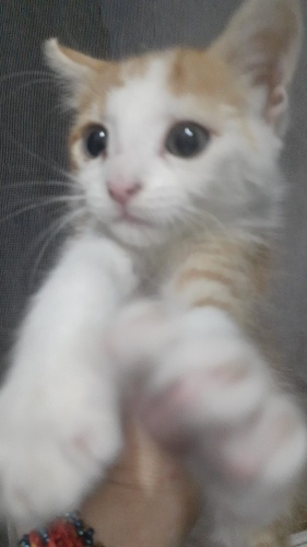 Oğlumuz Prens'e Yuva arıyoruz fotoğraf