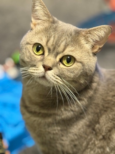 Oğlumuz Reis’e ömürlük yuva arıyoruz fotoğraf