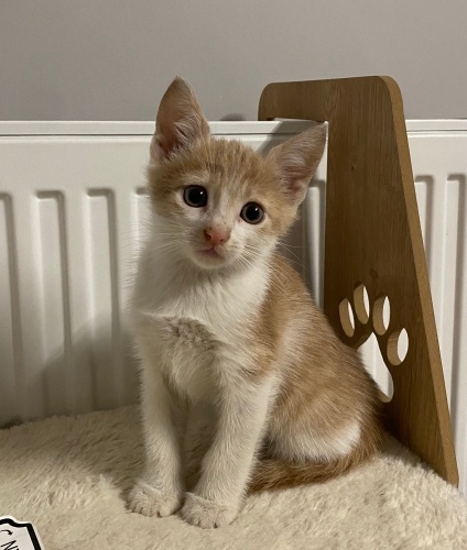 1,5 aylık erkeğe yuva fotoğraf