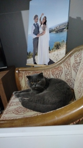 Ücretsiz sahiplendirme fotoğraf