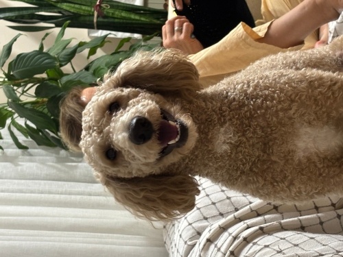 İzmir ücretsiz sahiplendirme acil fotoğraf