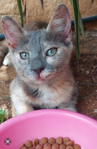 Sevimli Kedimize Sıcak Bir Yuva Arıyoruz fotoğraf