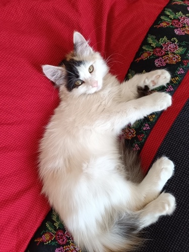 Adı gibi pamuk kızım fotoğraf