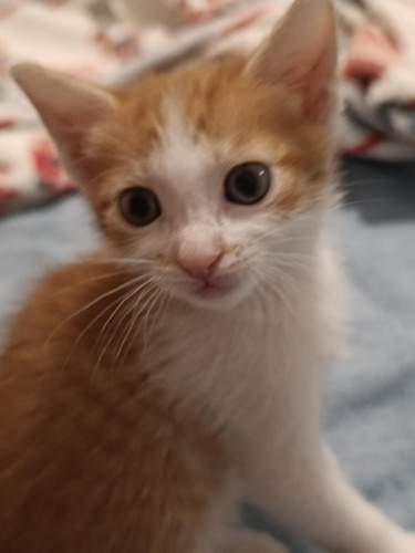 fadime yuva arıyor fotoğraf