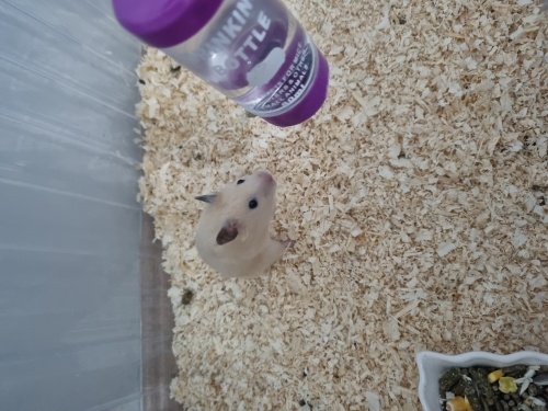 2 Aylık Uysal Suriye Hamsterı fotoğraf