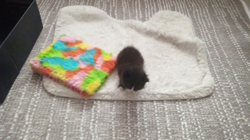 3 haftalık minnağa ömürlük yuva arıyoruz fotoğraf