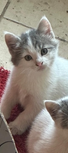 ÜCRETSİZ ANKARA SMOKİN MELEZİ BEMBEYAZ BEBEĞİMİZ AİLESİNİ BEKLİYOR fotoğraf