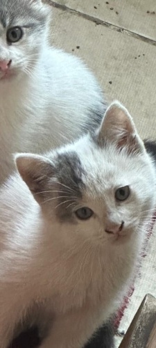 ÜCRETSİZ ANKARA SMOKİN MELEZİ BEMBEYAZ YUMUŞACIK BEBEĞİMİZ AİLESİNİ BEKLİYOR fotoğraf