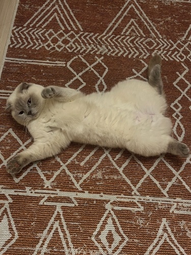 mavi bebek çok acil yuva arıyor fotoğraf