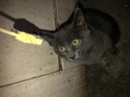 nolur onu sıcacık yuvanıza alın fotoğraf