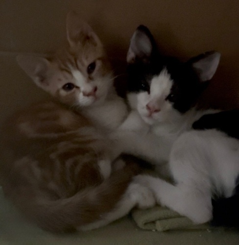 2 aylık yavru kedi fotoğraf