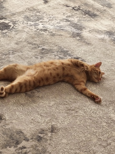 YURTDIŞINA ÇIKACAĞIMIZ İÇİN TEKİR KEDİMİZ MİNNAĞA YUVA ARIYORUZ fotoğraf