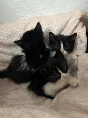 1 aylık üç kardeş annesiz kaldi araç çarptı annelerine fotoğraf