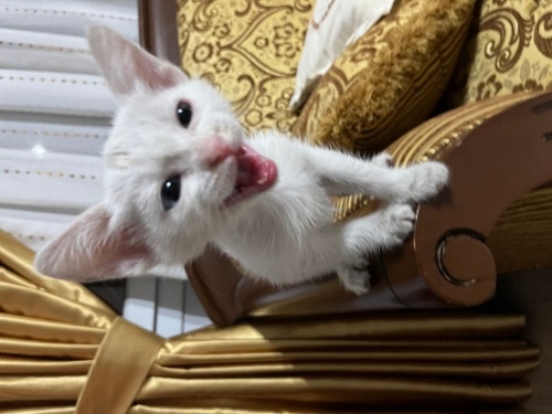 Bir gözü mavi bir gözü yeşil boncuk kedi fotoğraf